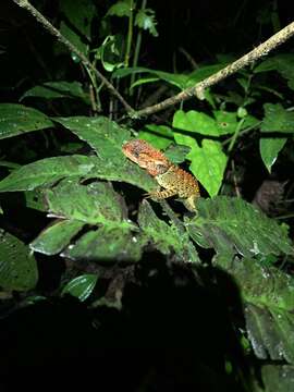 Image of Canelos Woodlizard