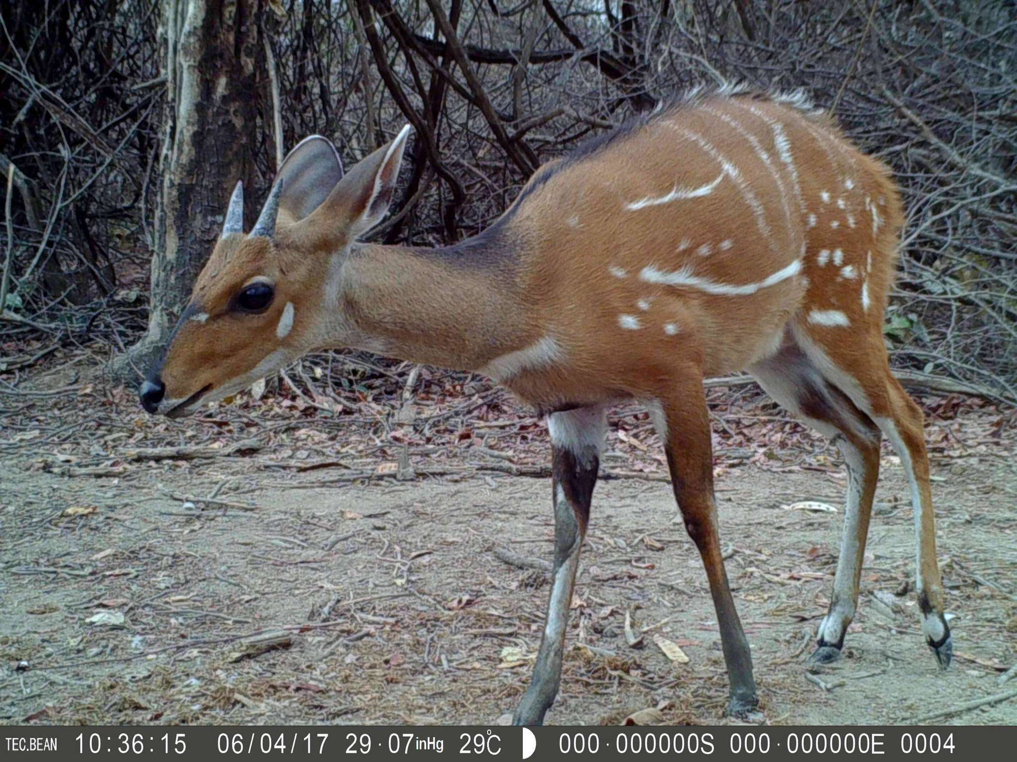 Image of Bushbuck