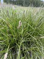 Image of Cusick's sedge