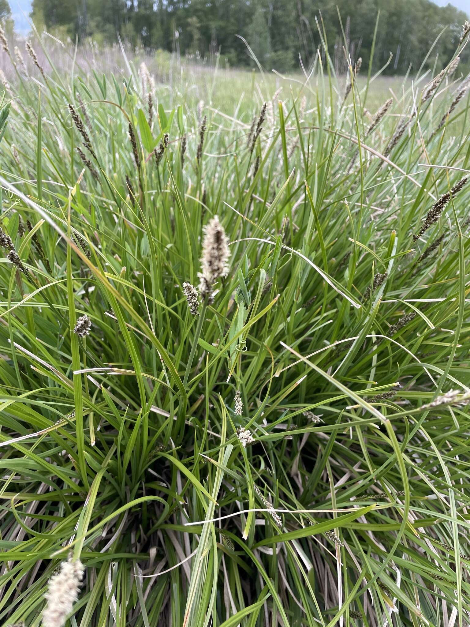 Image of Cusick's sedge