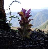 Image of curcuma