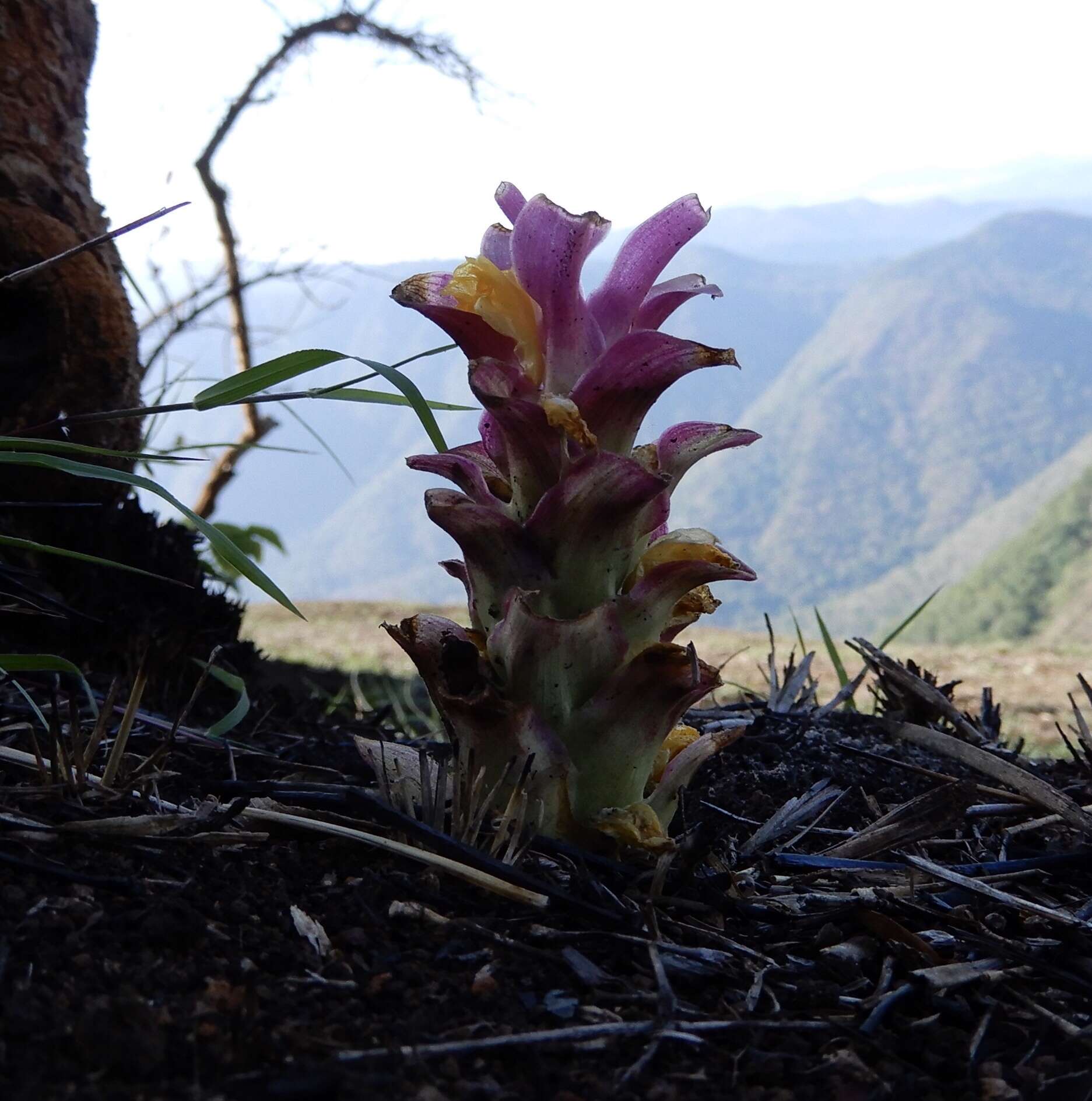 Image de Curcuma aromatica Salisb.