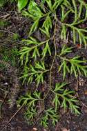 Image of Pseudodiphasium volubile (G. Forst.) Holub