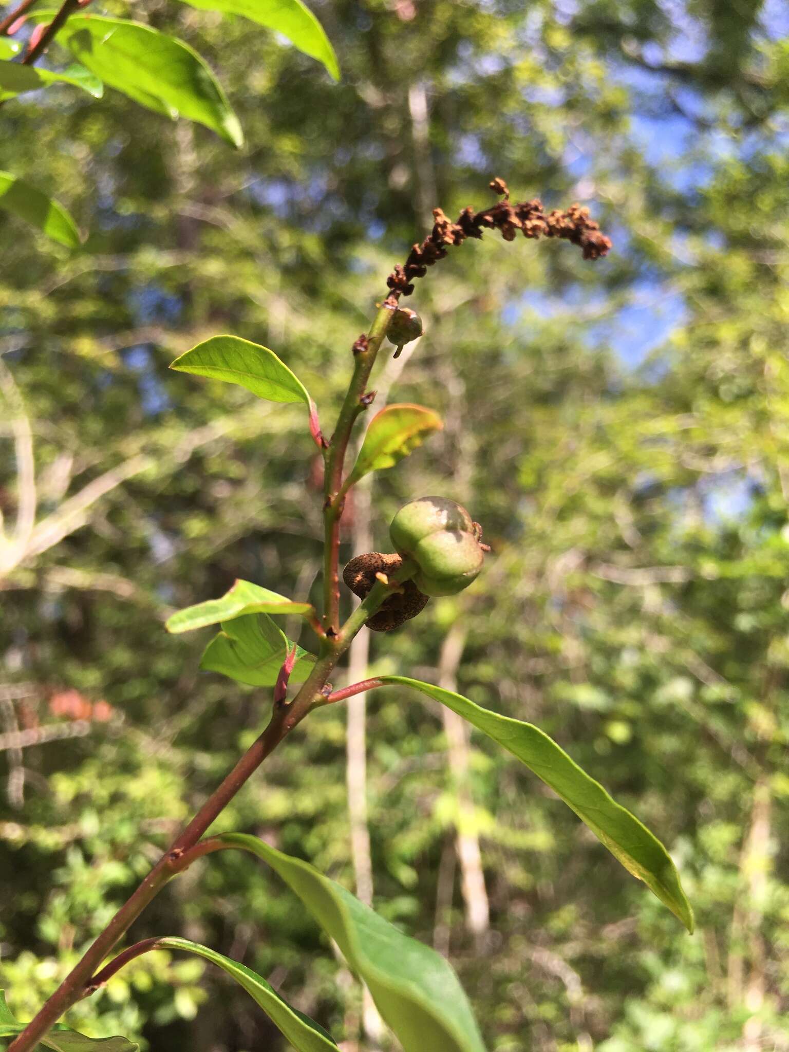 Image of Gulf Sebastian-Bush