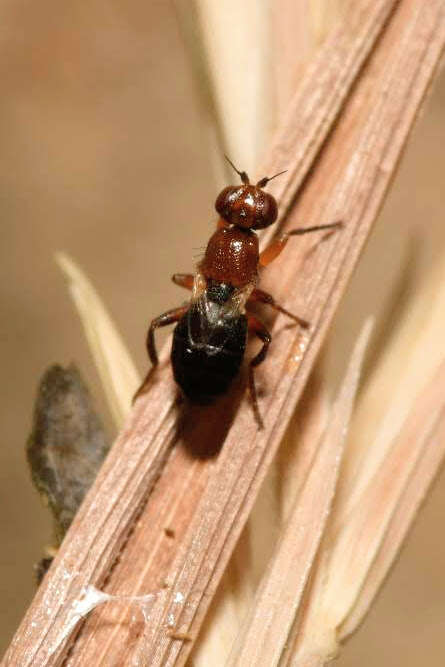 Image of Elachiptera brevipennis (Meigen 1830)