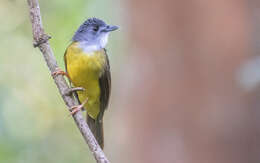 Image of Yellow-bellied Bulbul