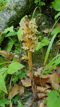 Imagem de Orobanche reticulata Wallr.