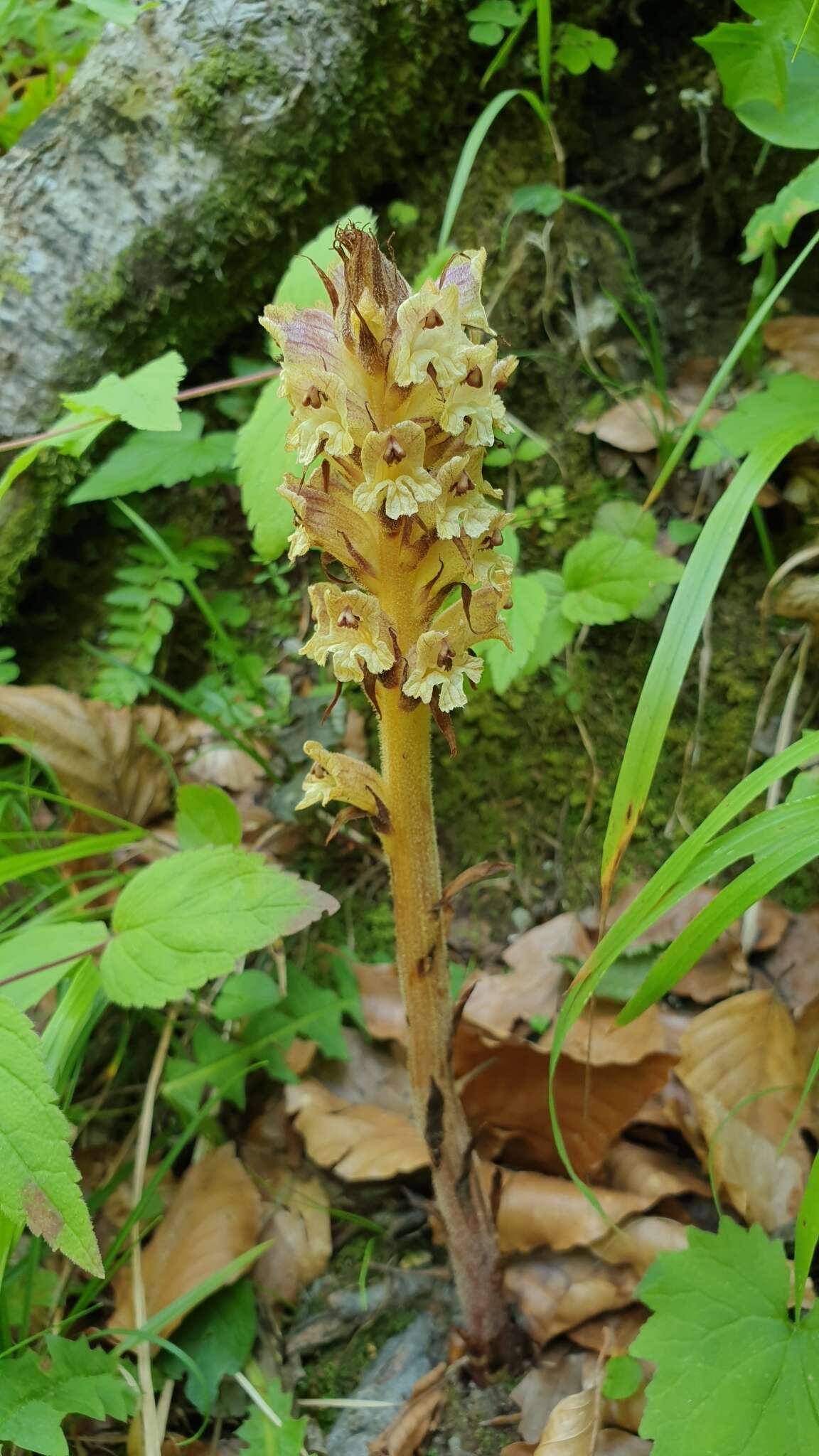 Imagem de Orobanche reticulata Wallr.