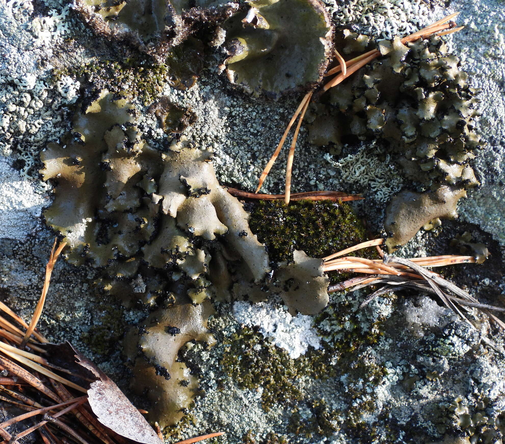 Image of manyroot navel lichen