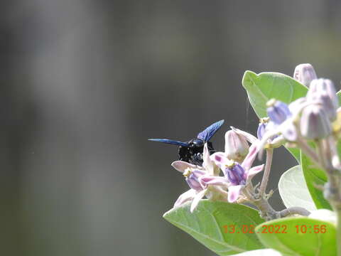 Image of Xylocopa auripennis Lepeletier 1841