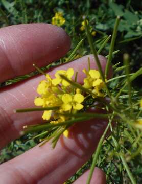 Imagem de Sisymbrium loeselii L.