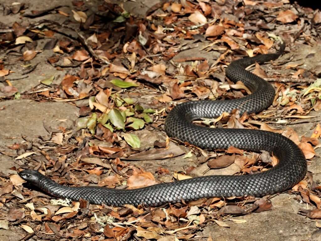 Image de Pseudechis porphyriacus (Shaw 1794)