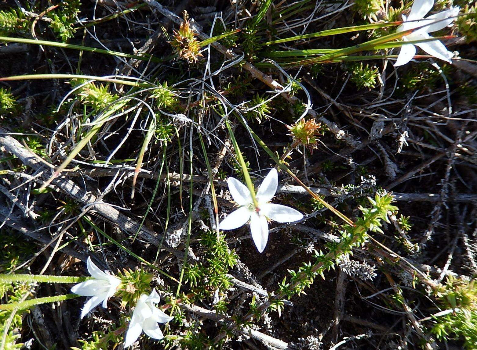 Image of Wahlenbergia calcarea (Adamson) Lammers