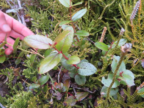 Image de Gaultheria oppositifolia Hook. fil.