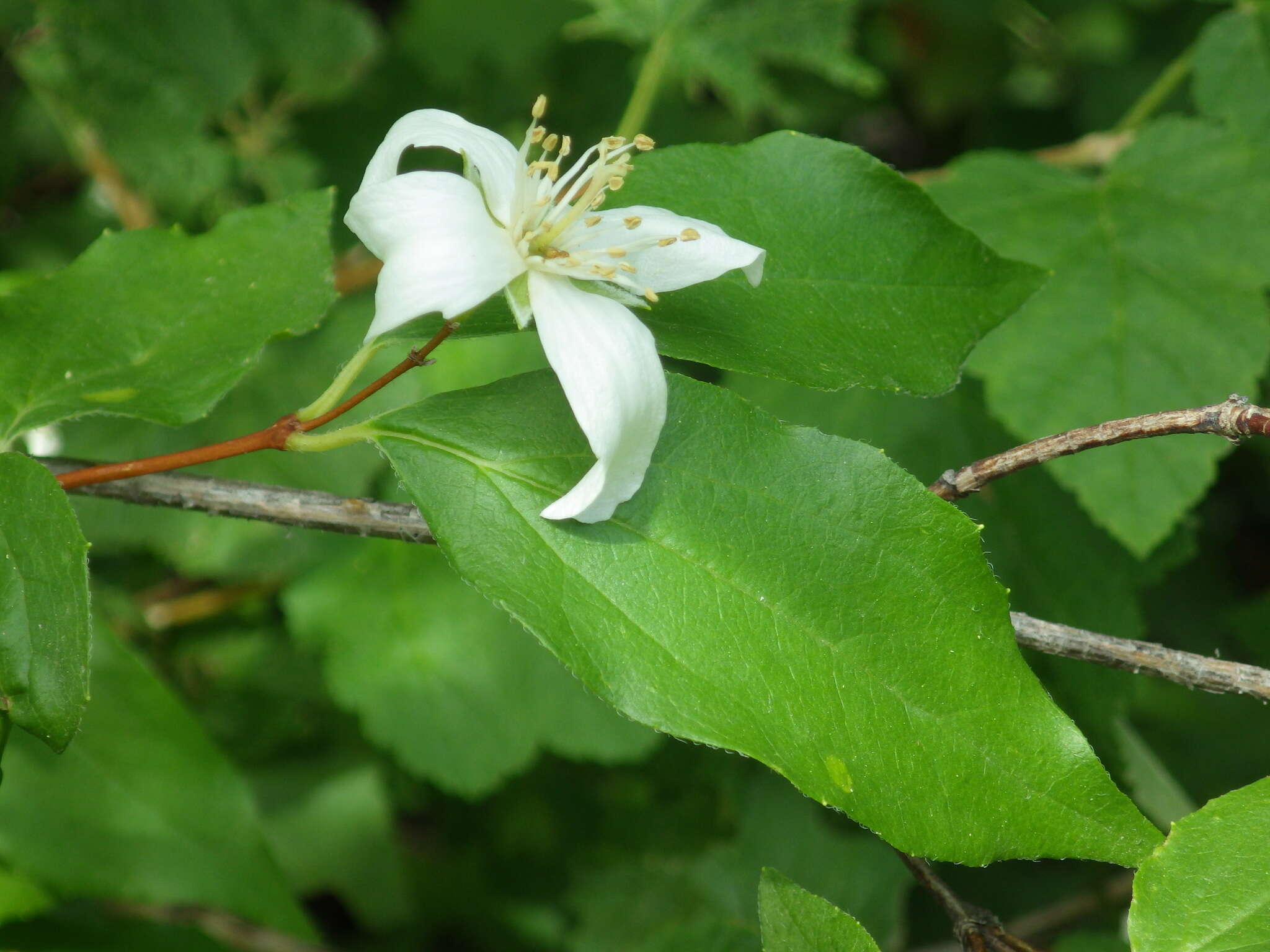 Image of Gordon's Mockorange