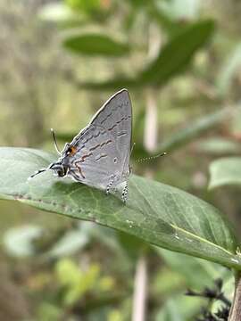 Imagem de Hypolycaena philippus (Fabricius 1793)