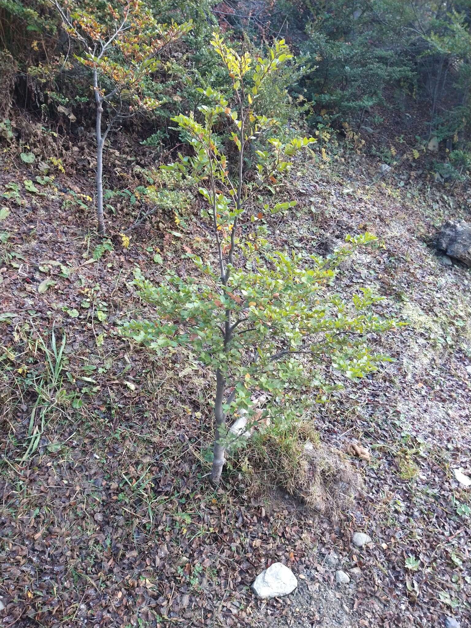 Image of Nothofagus betuloides (Mirb.) Oerst.