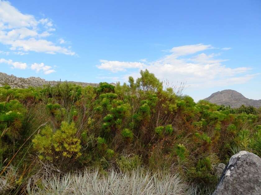 Plancia ëd Leucadendron salicifolium (Salisb.) I. Williams