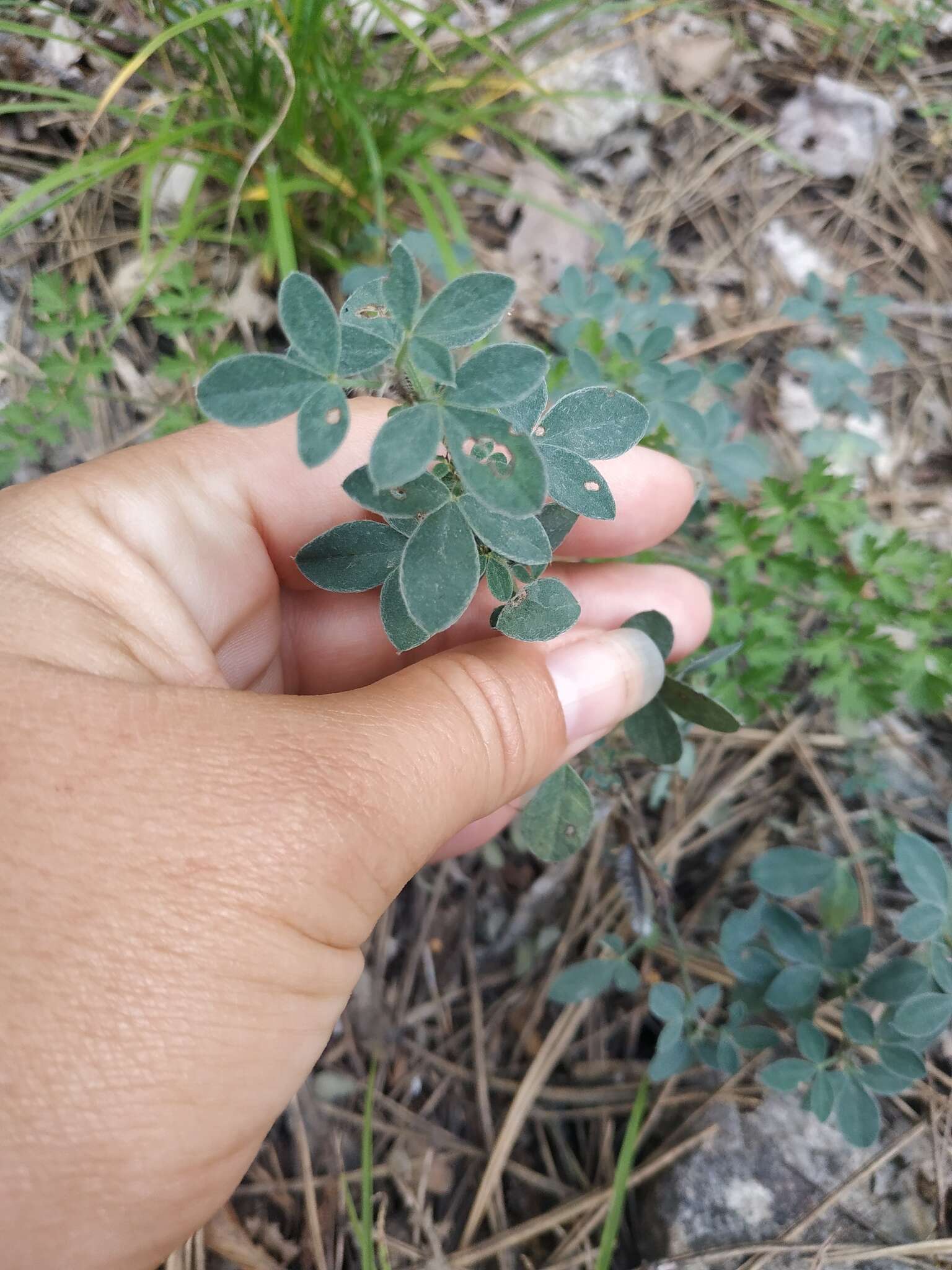 Слика од Cytisus hirsutus subsp. polytrichus (M. Bieb.) Hayek