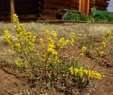 Image of Mt. Albert goldenrod