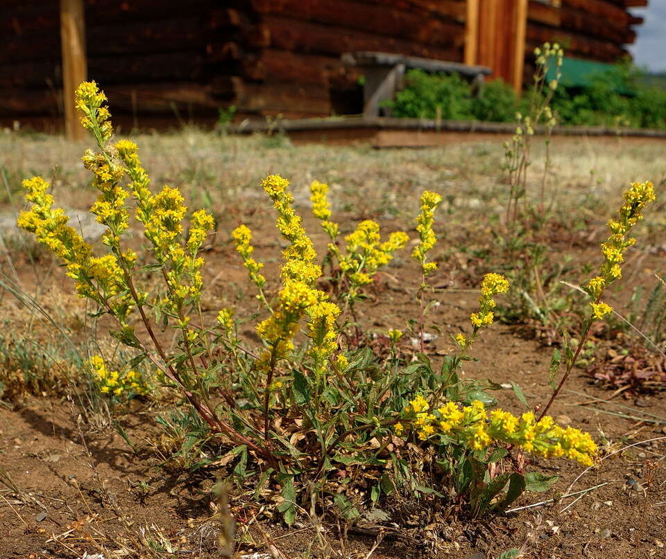 Image of Mt. Albert goldenrod