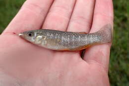 Image of Gulf Killifish