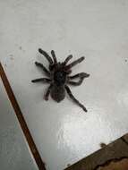 Image of Killimanjaro Baboon Tarantula