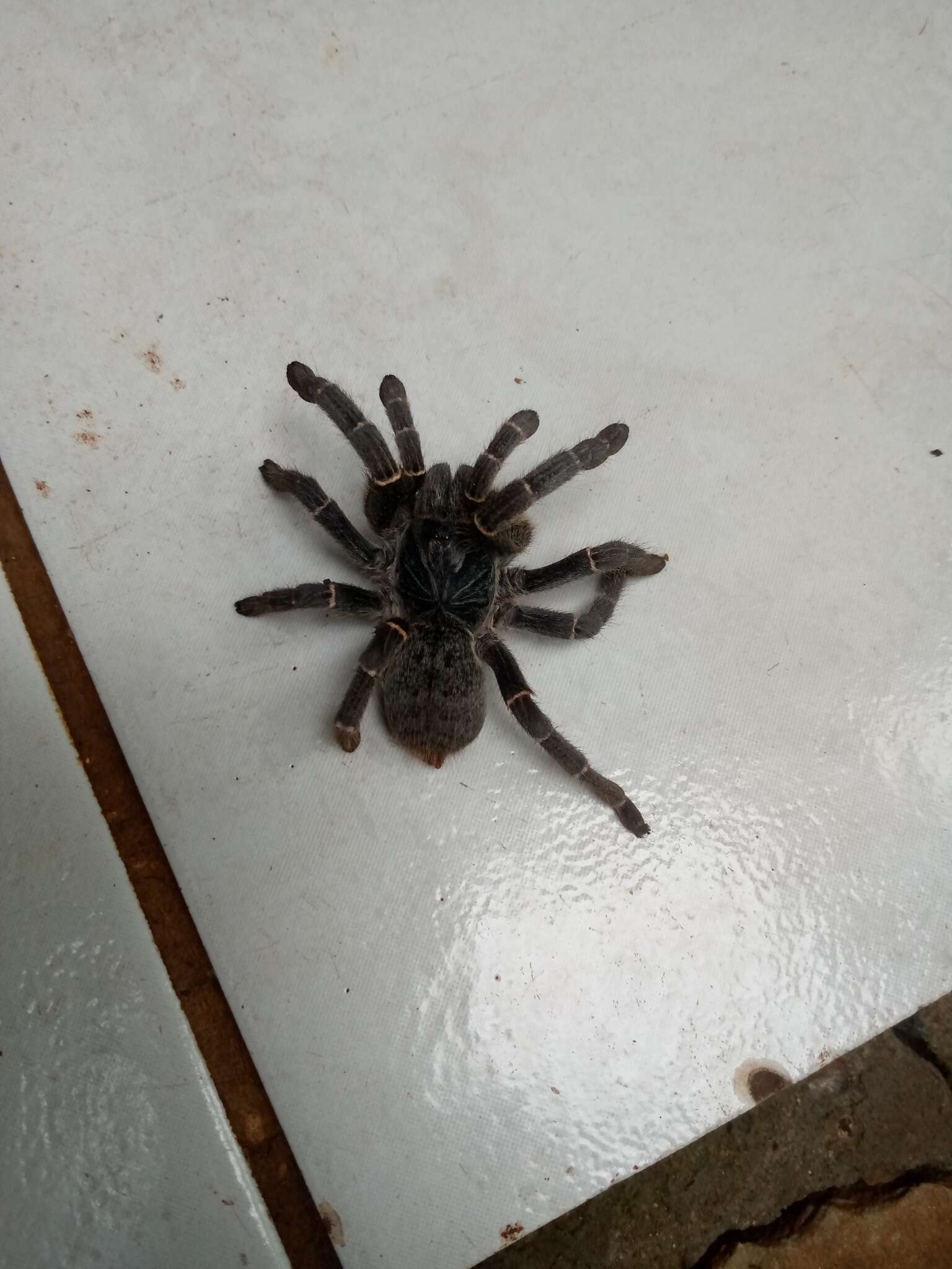 Image of Killimanjaro Baboon Tarantula