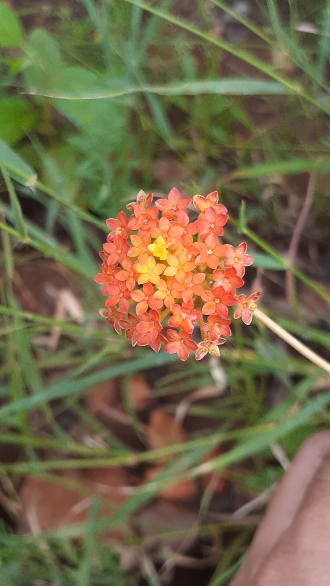 Image of Lasiosiphon rubescens