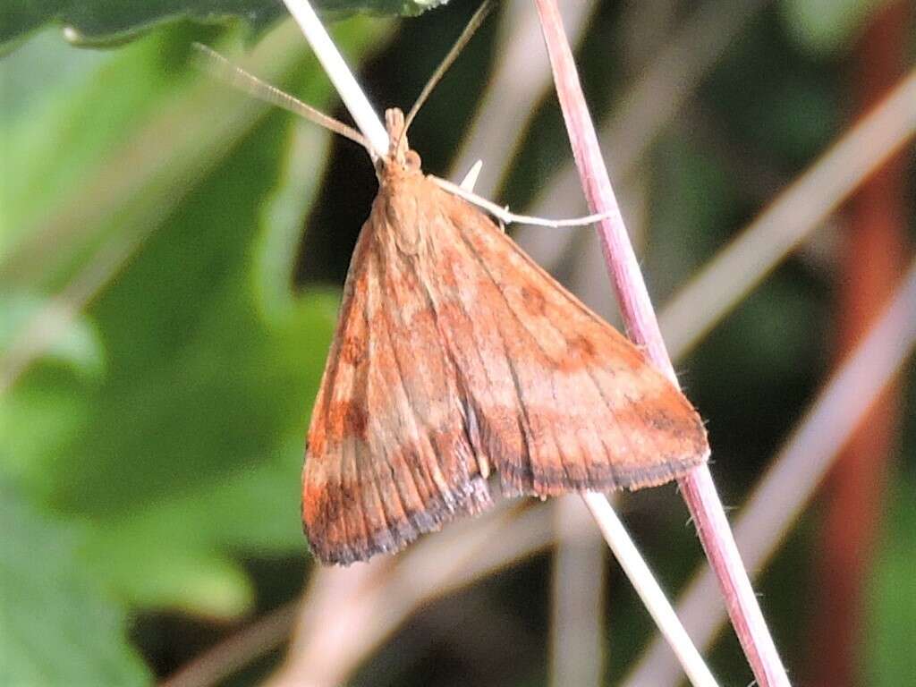 Image of Pyrausta subsequalis Guenée 1854