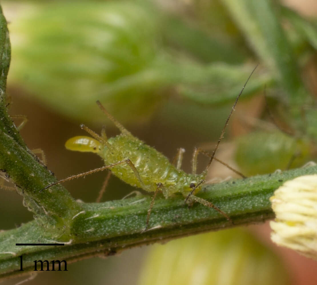 صورة Uroleucon (Lambersius) erigeronense (Thomas & C. 1878)