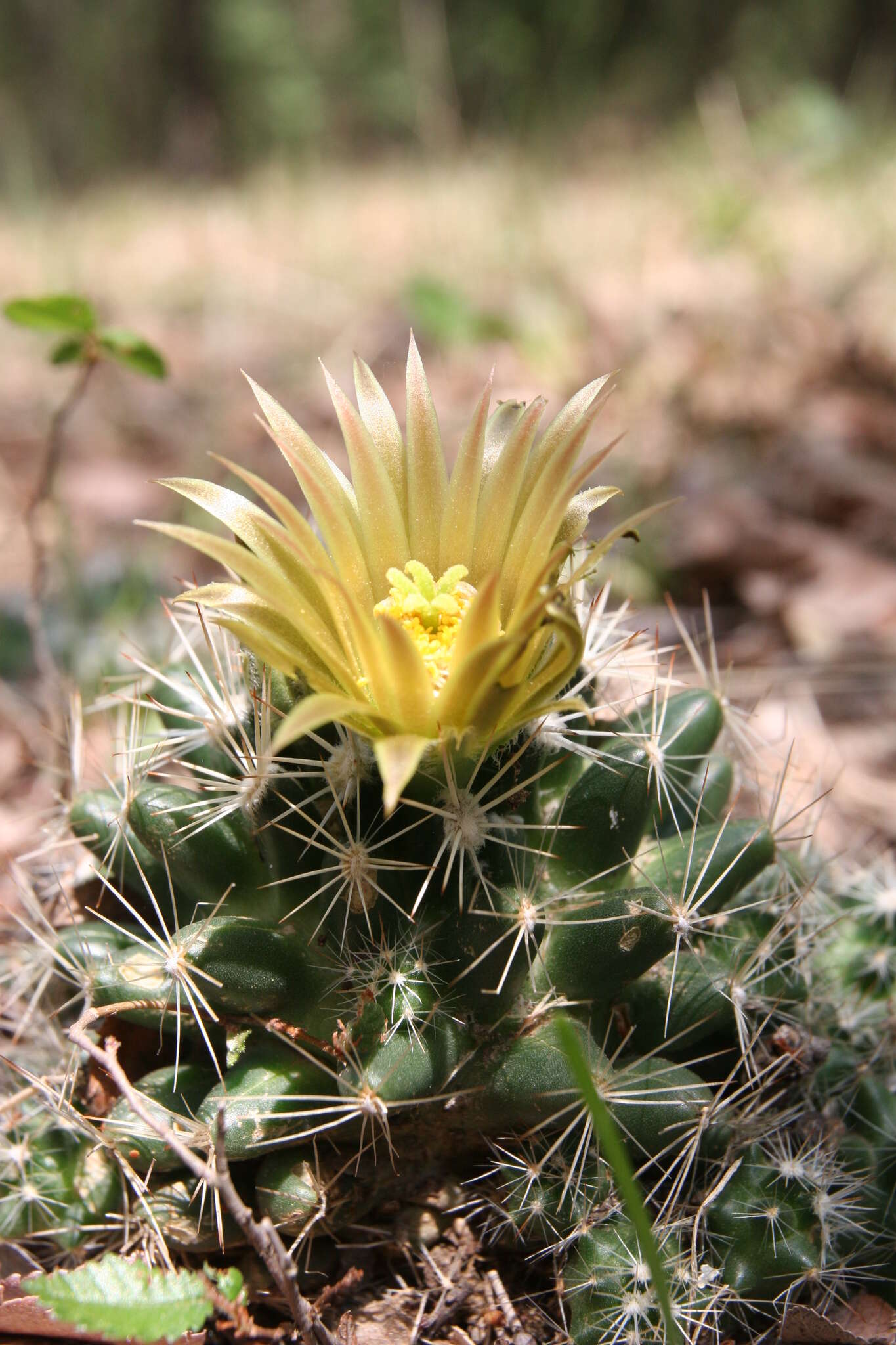 Image of Escobaria missouriensis var. similis (Engelm.) N. P. Taylor