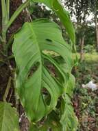 Monstera adansonii Schott resmi