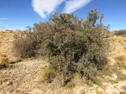 Image de Rhus microphylla Engelm.