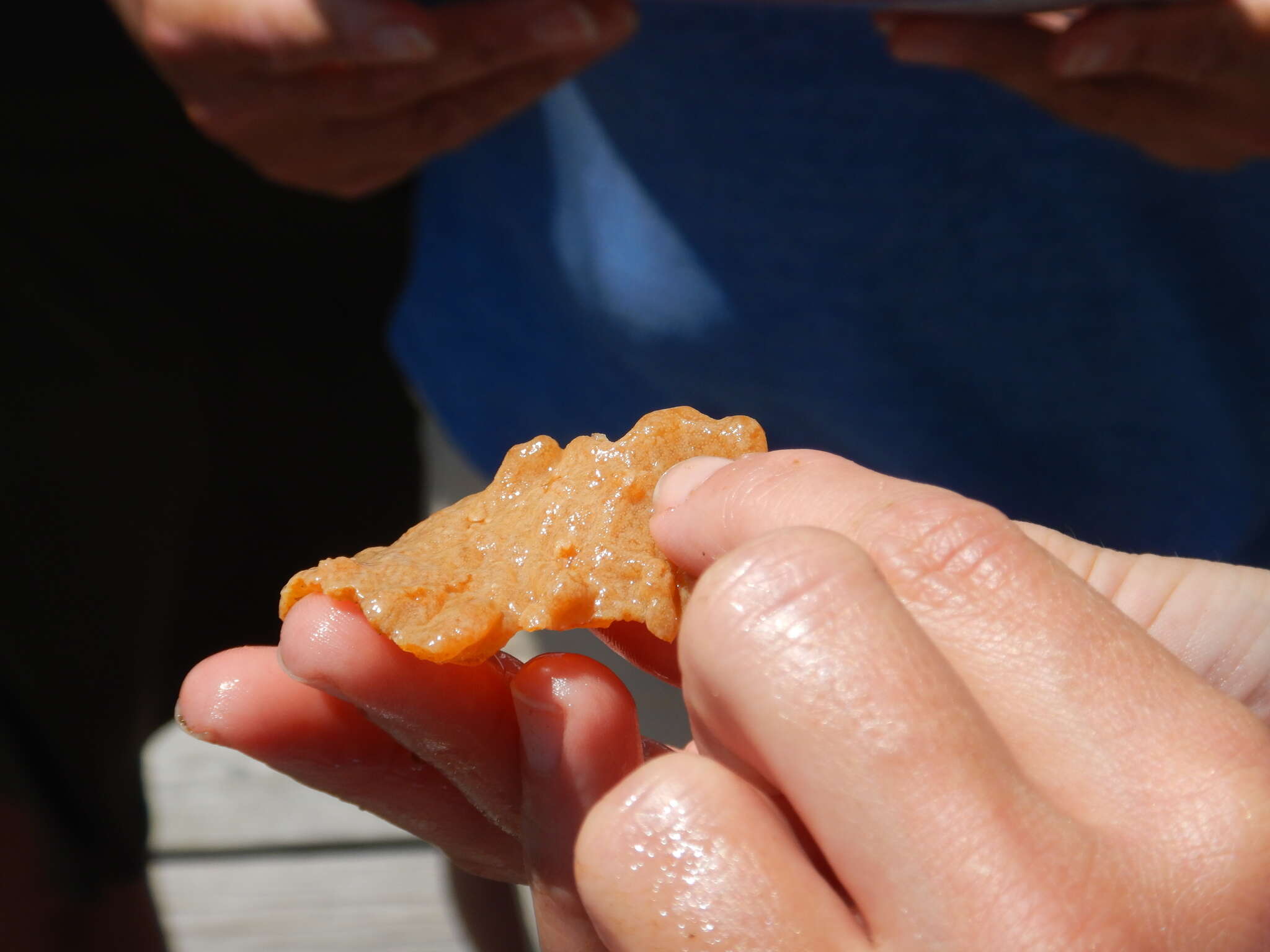 Image of Carpet sea squirt