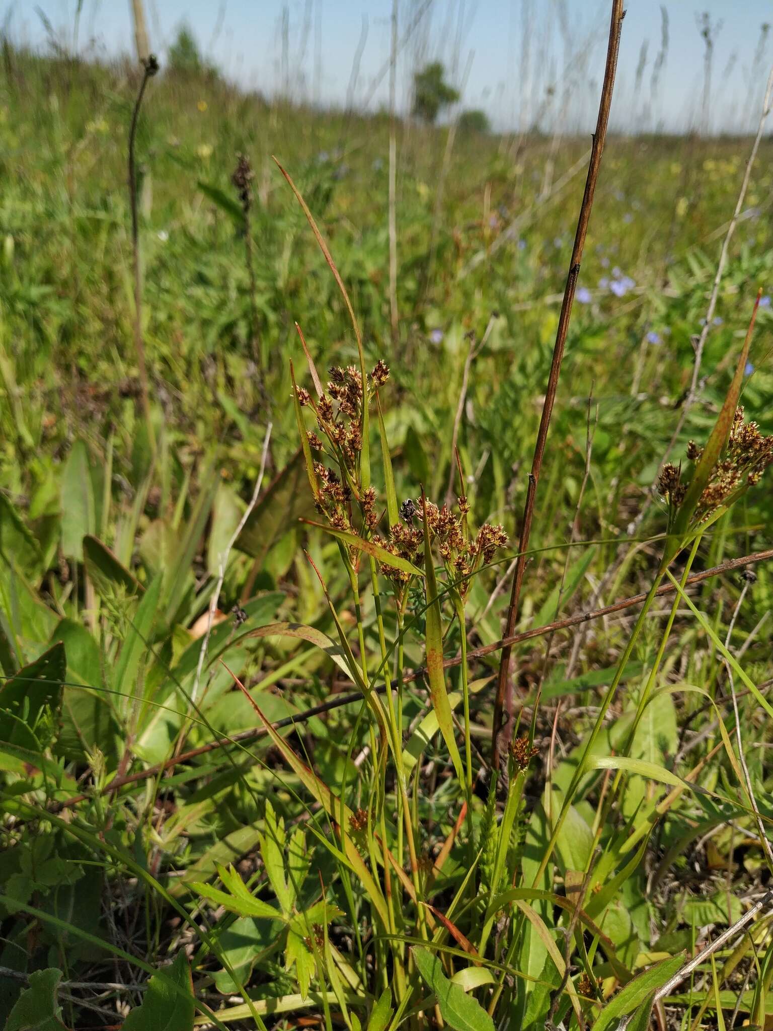 Plancia ëd Luzula pallescens Sw.