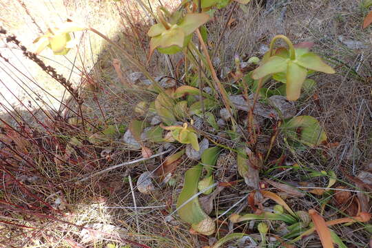 Image of parrot pitcherplant