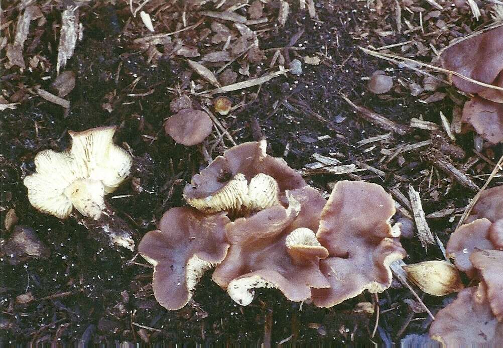 Image of Gymnopus ocior (Pers.) Antonín & Noordel. 1997