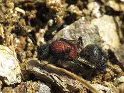 Image of Physetopoda punctata (Latreille 1792)