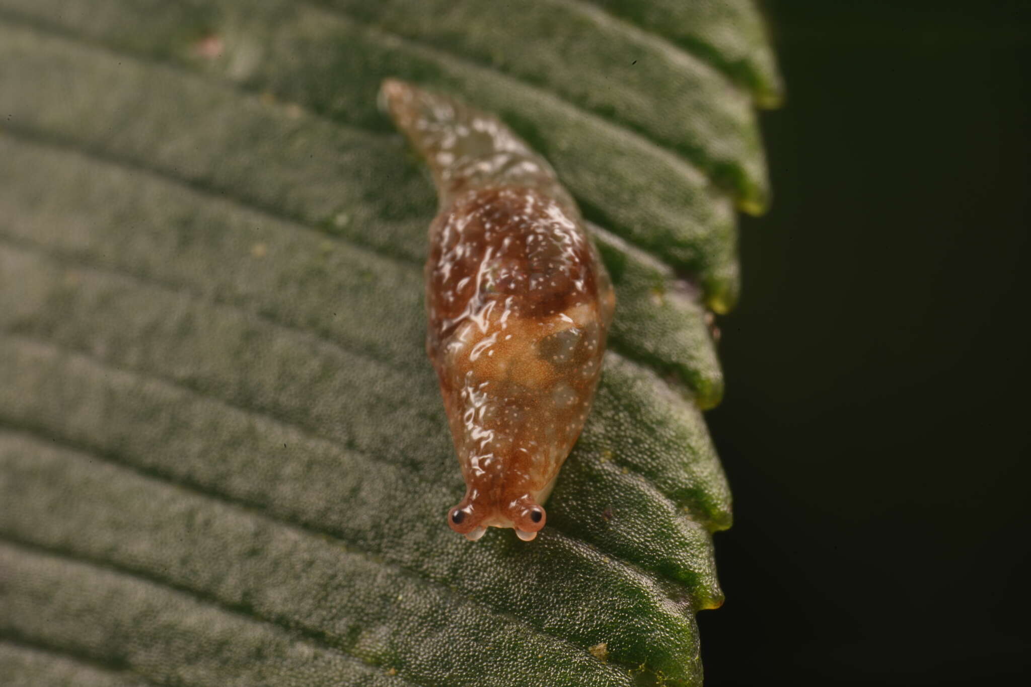 Image of Cystopelta bicolor Petterd & Hedley 1909