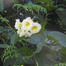 Image of Lundia densiflora DC.