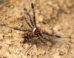 Image of Longleg Dandy Jumping Spider