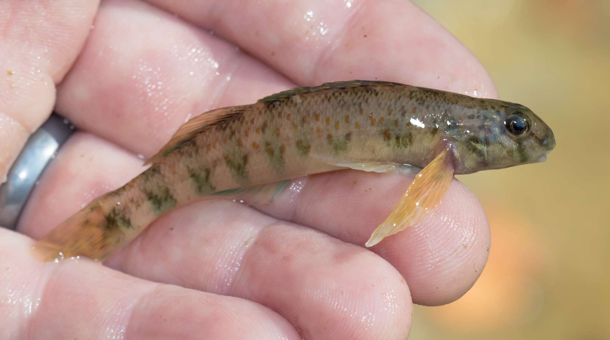 Слика од Etheostoma blennioides Rafinesque 1819