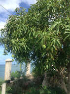 Image of Mango