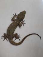 Hemidactylus prashadi Smith 1935 resmi