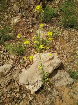 Image of Erysimum crassipes Fisch. & C. A. Mey.