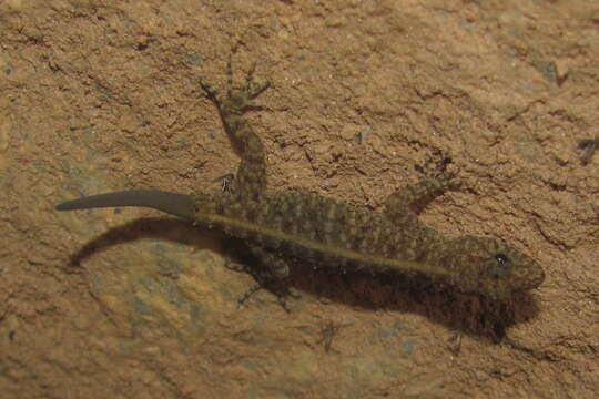 Image of Mysore Day Gecko