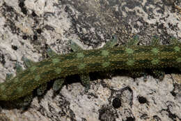 Imagem de Ooperipatellus viridimaculatus (Dendy 1900)