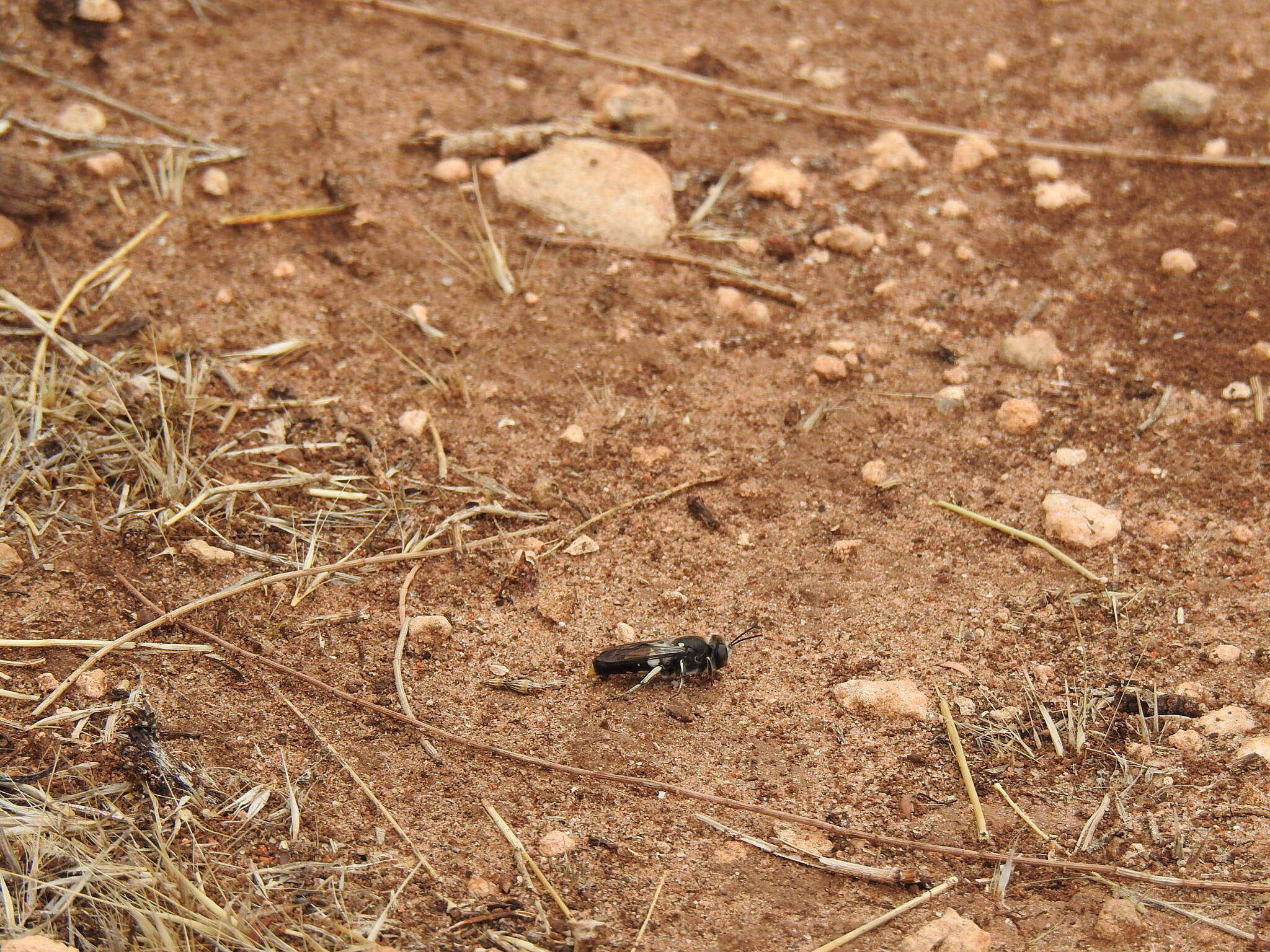 Plancia ëd Bembix vespiformis F. Smith 1856