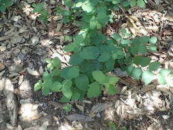 Image of creeping snowberry